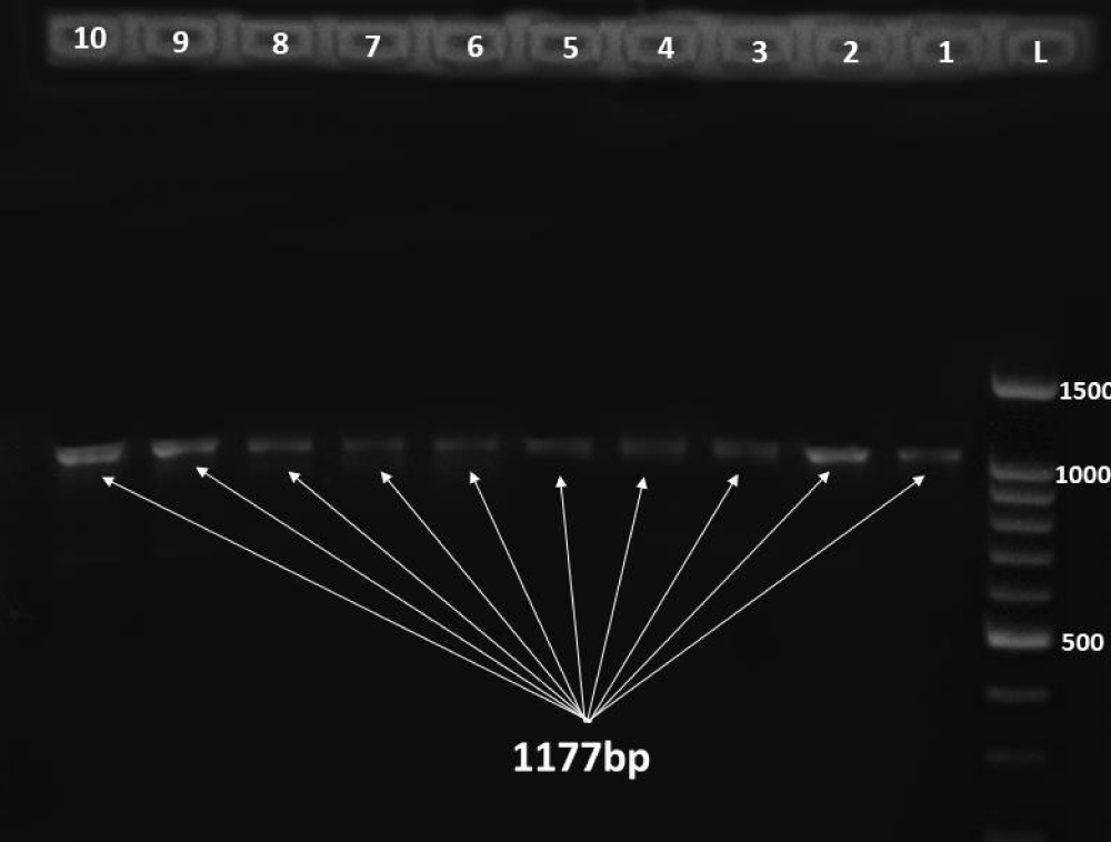 apb-aid1024-g003